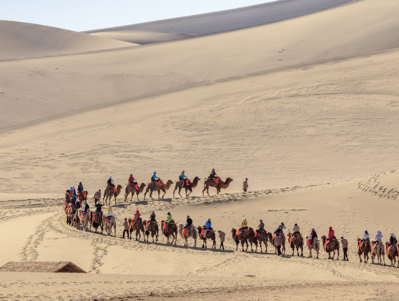 Camels-SMALL